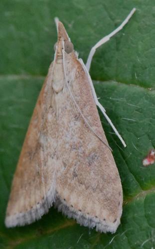 Udea ferrugalis